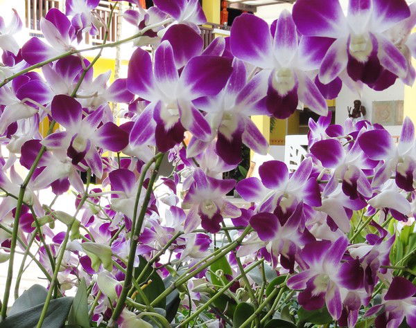 Юлия Солодовникова