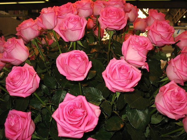 Алия Булаткызы