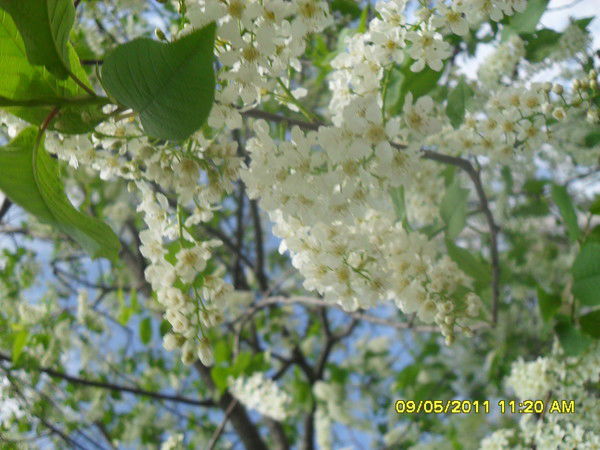 Елена Власова