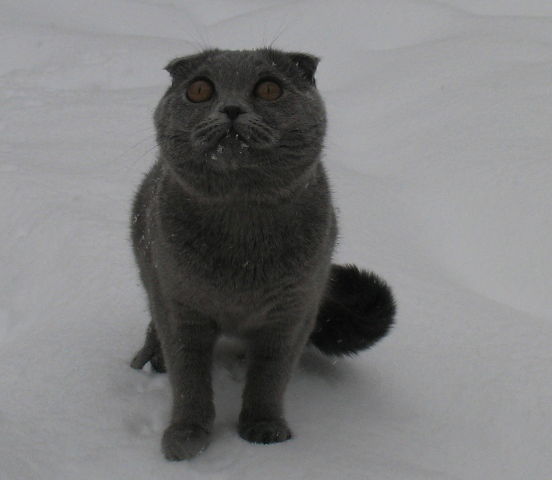 Анжелика Моли