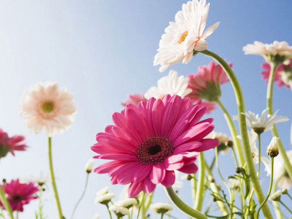 Елена Ефремова