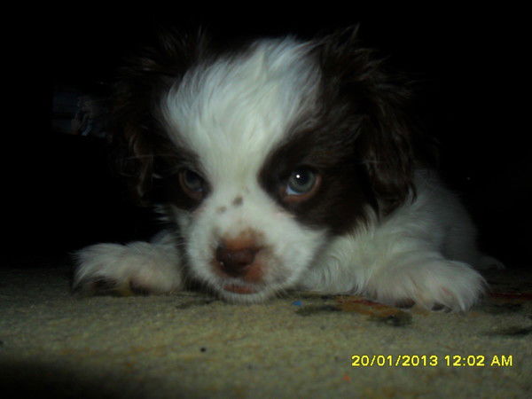 Данила Беляевский