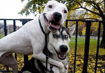 Надежда Шепетько (Пищук)