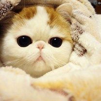 Анастасия Мыльникова