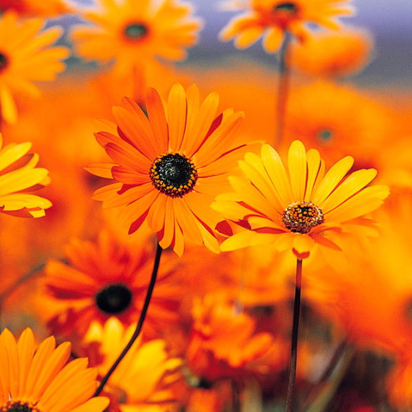 Влад Рибалка