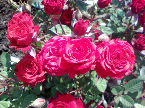 Екатерина Великая