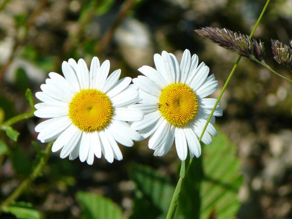 Наталья Язева