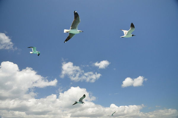 Виктор Садовников