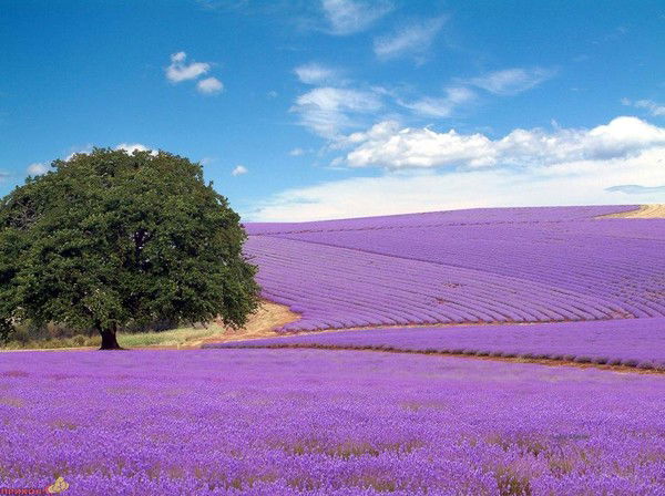 Ирина Береснева