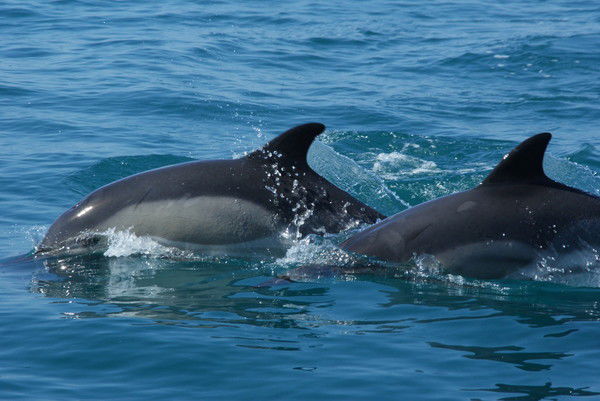 Василий Патык