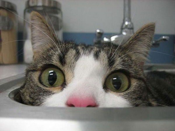 Алекс Шадовски