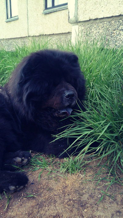 Лизонька Поздина