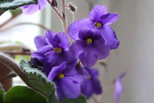 Раиса Куликова