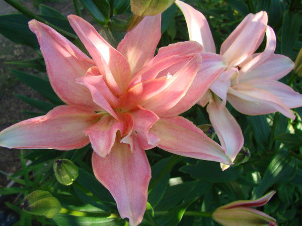 Любовь Иванова