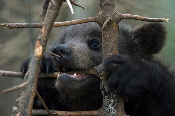 Михаил Курочкин