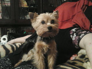 Павел Тарасов