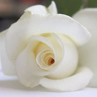 Галина Ковяшникова