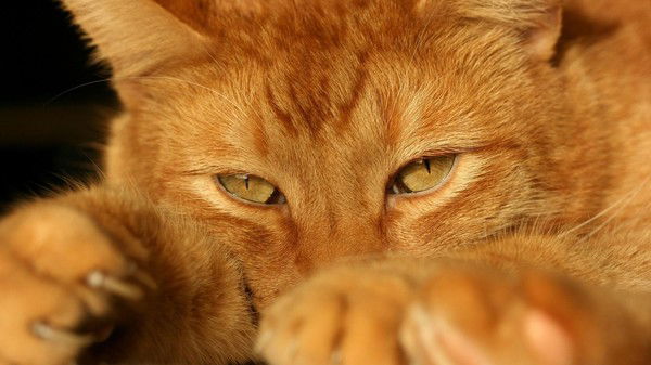 Татьяна Плотицына