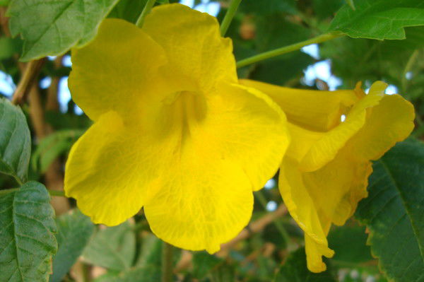 Евгения Лаптева