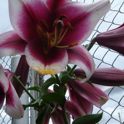 Лилия Галиакберова