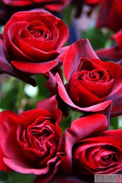 Татьяна Малькова