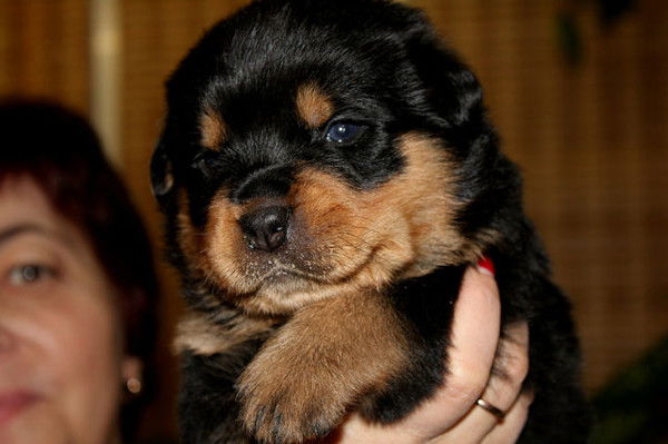 Кинологический Центр Югория