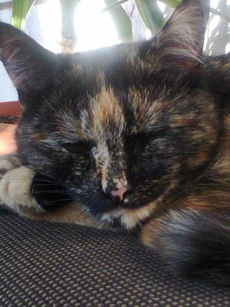 Игорь Бреер