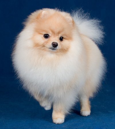 Антонова Наталья