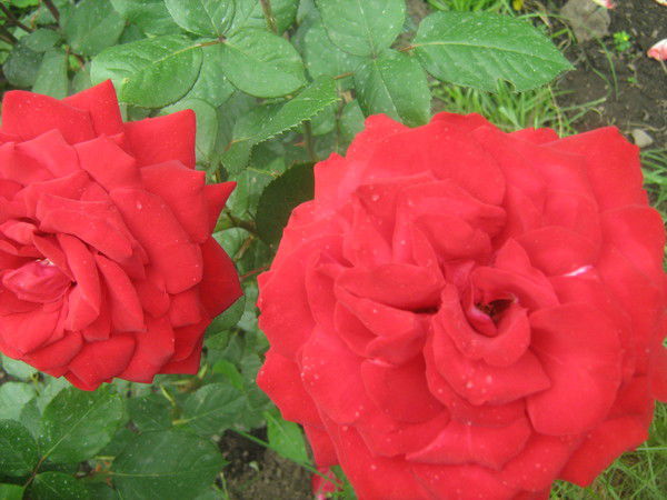 Альмира Кудиярова