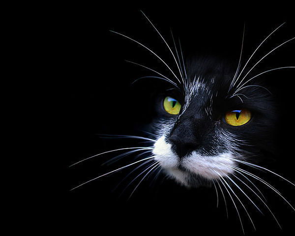 Аня Троценко