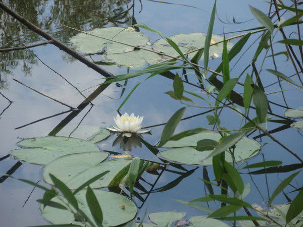 Юра Шевченко