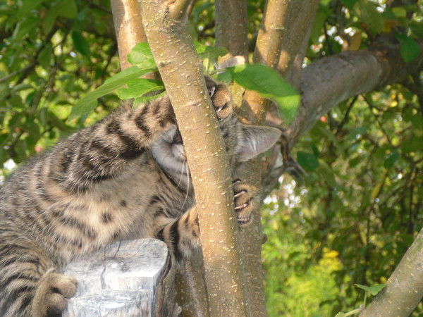 Ольга Птичка