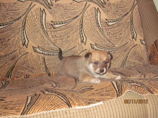 Костя Никитин