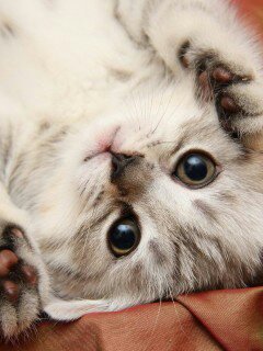 Анюточка Костюк