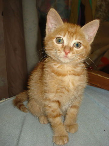 Иннуля Шпиц