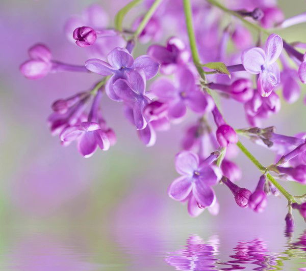 Loshara Degeneratovich