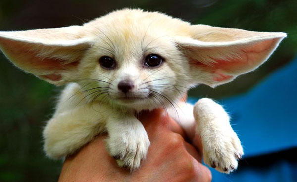 Инфузория Туфелька