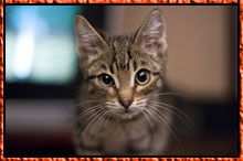 Ростик Мулык