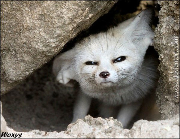 Станислав Верняев