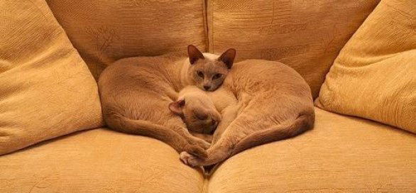 Людмила Счастливая