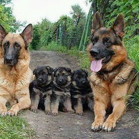 Николай Шульженко