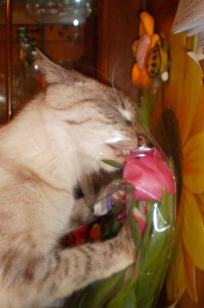 Иван Бурков