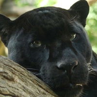 Наташа Кривопаленко