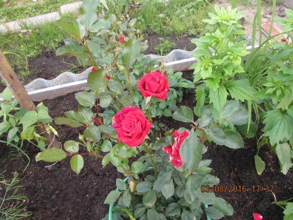 Галина Клинова