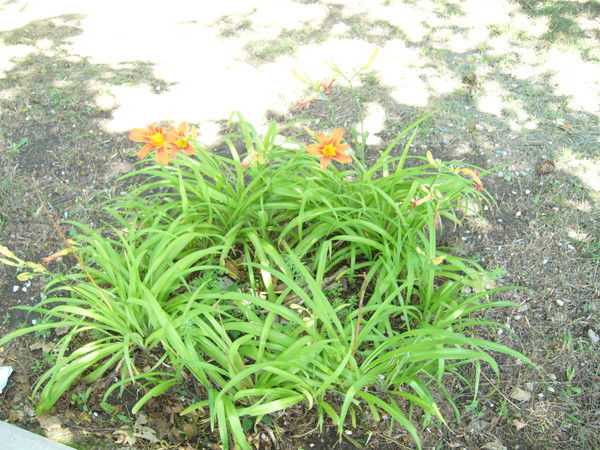 Татьяна Коляда