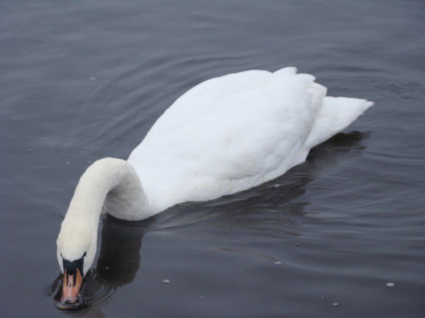 Виктория Кураева