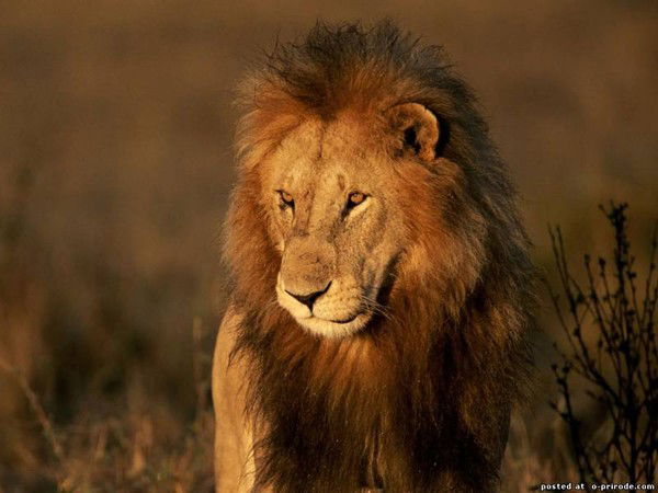 Салмон Назаров