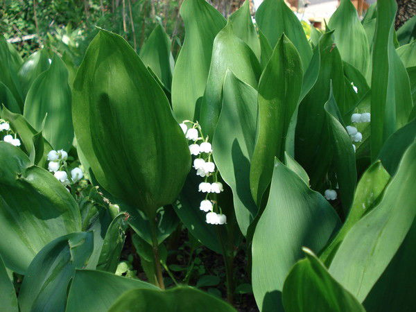 Елена Слабодчикова