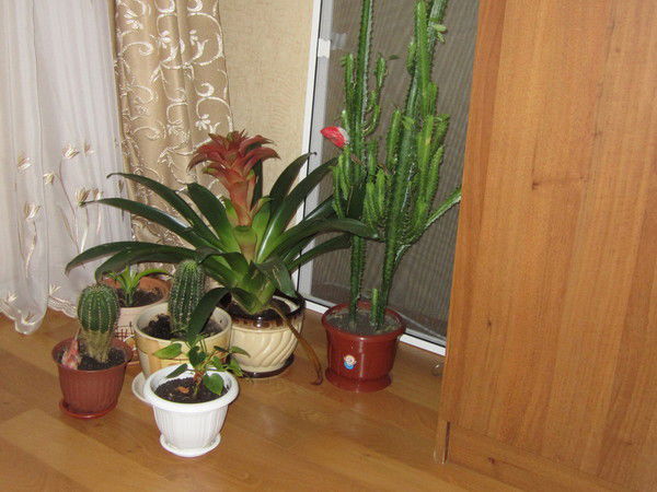 Фания Самигулова