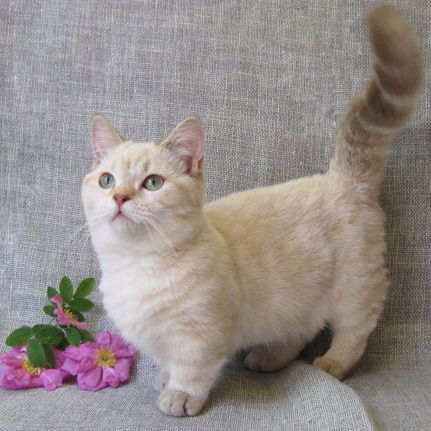 Анна Горбач